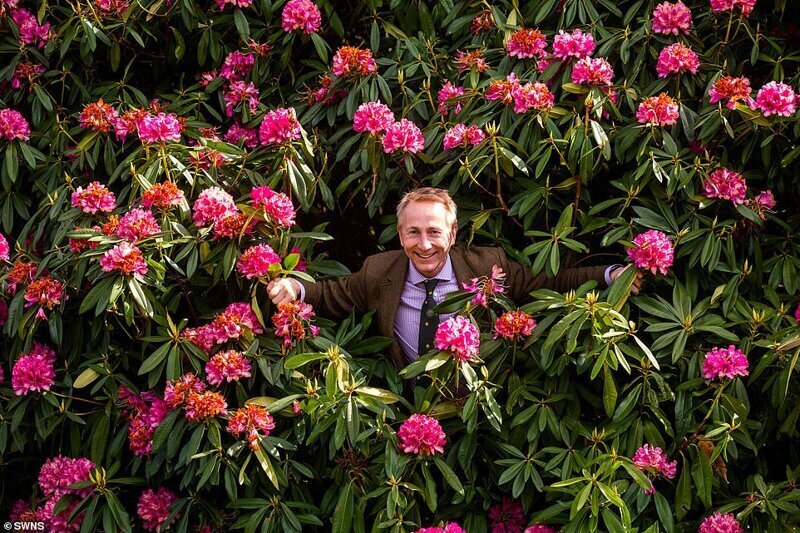 Фотография: В Британии цветут рододендроны и это невероятно красиво №15 - BigPicture.ru