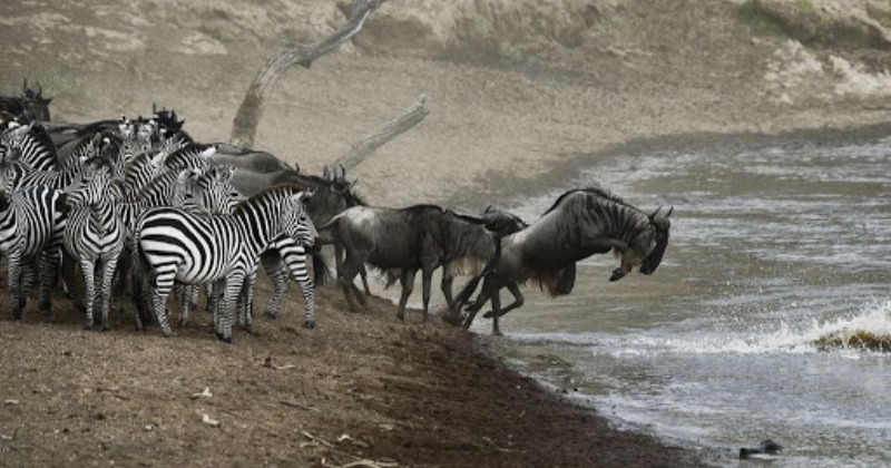 Фотография: Почему африканская река Мара ежегодно убивает тысячи животных №1 - BigPicture.ru