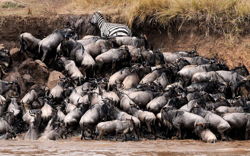 Фотография: Почему африканская река Мара ежегодно убивает тысячи животных №6 - BigPicture.ru