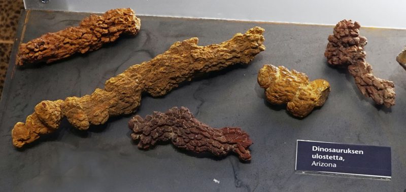 Фотография: Исследователи ископаемого кала: кто они и почему в их руках наше будущее №3 - BigPicture.ru