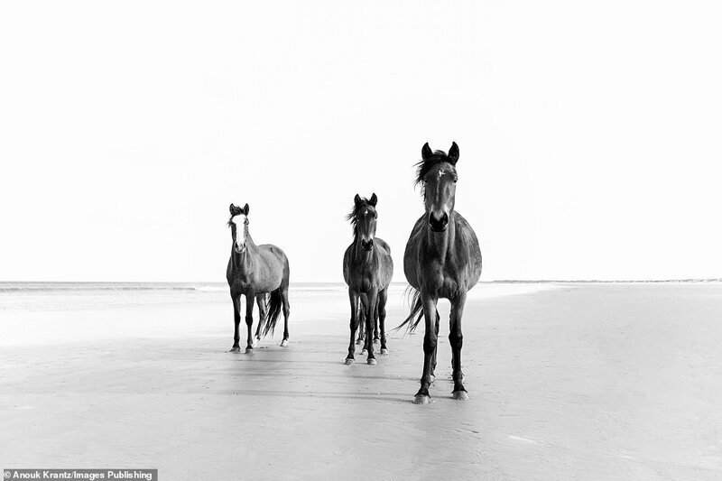 Фотография: 10 волшебных фотографий диких лошадей с острова Камберленд №4 - BigPicture.ru
