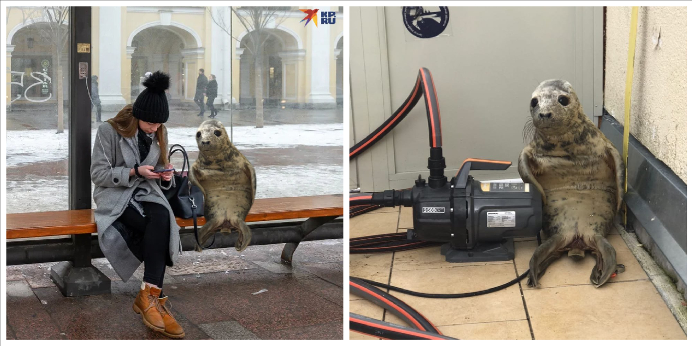 Фотография: Как в Питере детеныш тюленя пытался сбежать и стал мемом №1 - BigPicture.ru