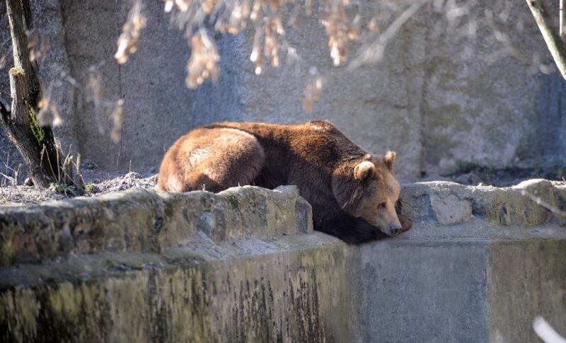 Фотография: В варшавском зоопарке пьяный мужчина пытался утопить медведя №4 - BigPicture.ru