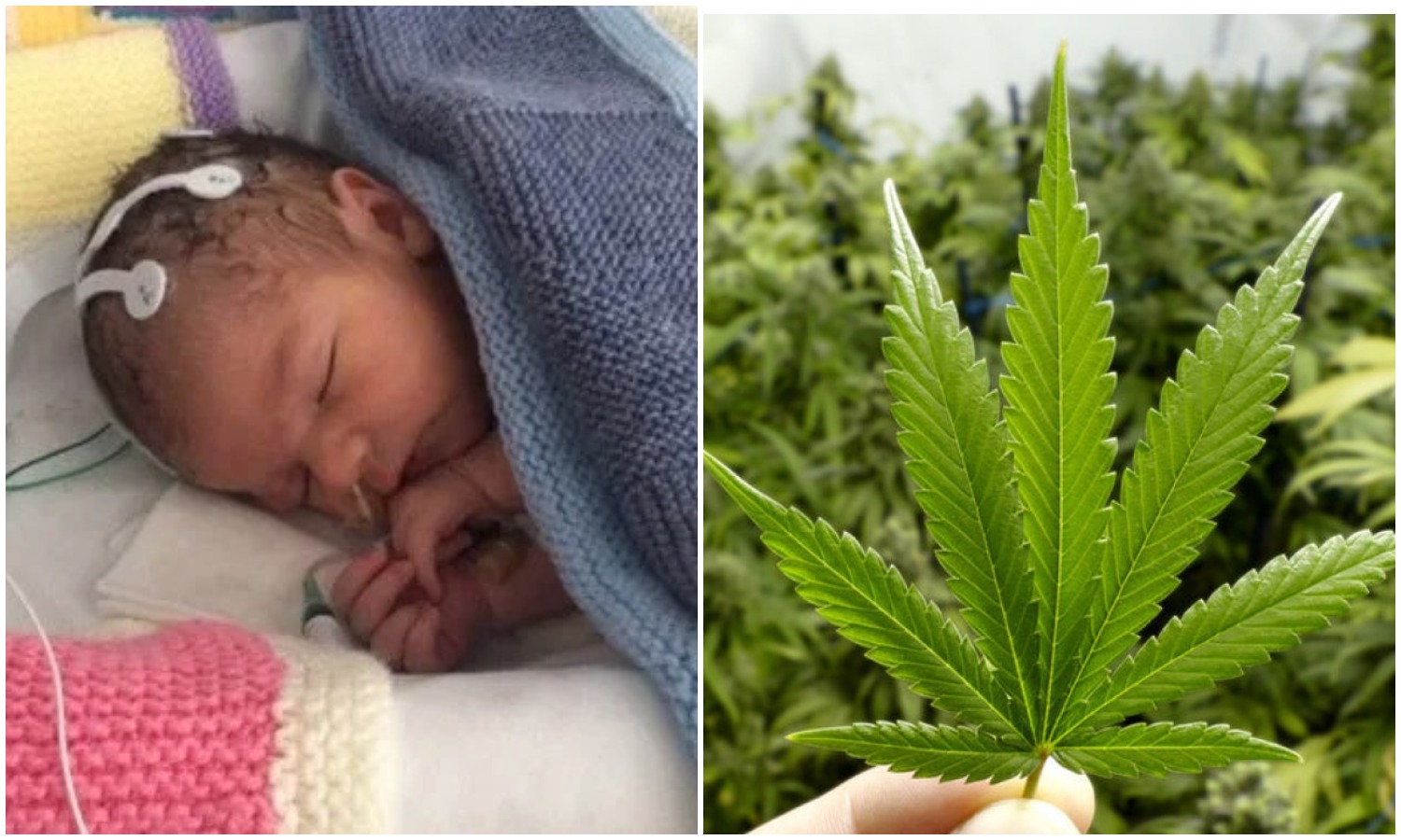 Фотография: Малыша из Великобритании вылечили от врожденной болезни препаратом на основе марихуаны №1 - BigPicture.ru