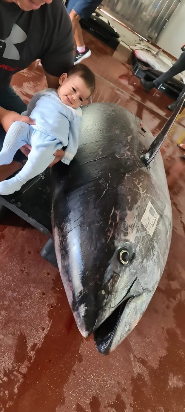 Фотография: Испанские рыбаки поймали тунца-чемпиона №5 - BigPicture.ru