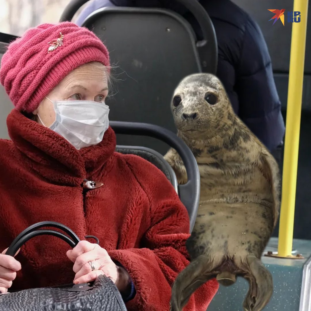 Фотография: Как в Питере детеныш тюленя пытался сбежать и стал мемом №6 - BigPicture.ru