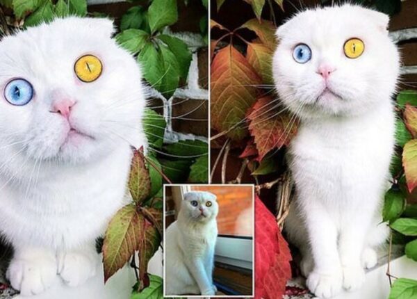 В Петербурге белоснежный кот с разноцветными глазами наконец нашел хозяина