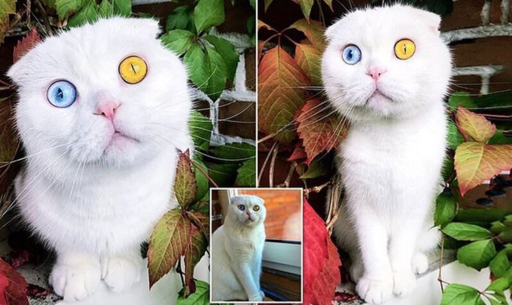 В Петербурге белоснежный кот с разноцветными глазами наконец нашел хозяина  » BigPicture.ru