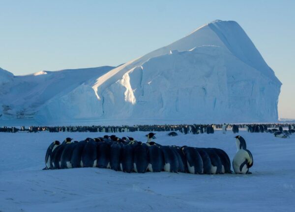 Подробная инструкция: как попасть в полярную экспедицию в Антарктиду