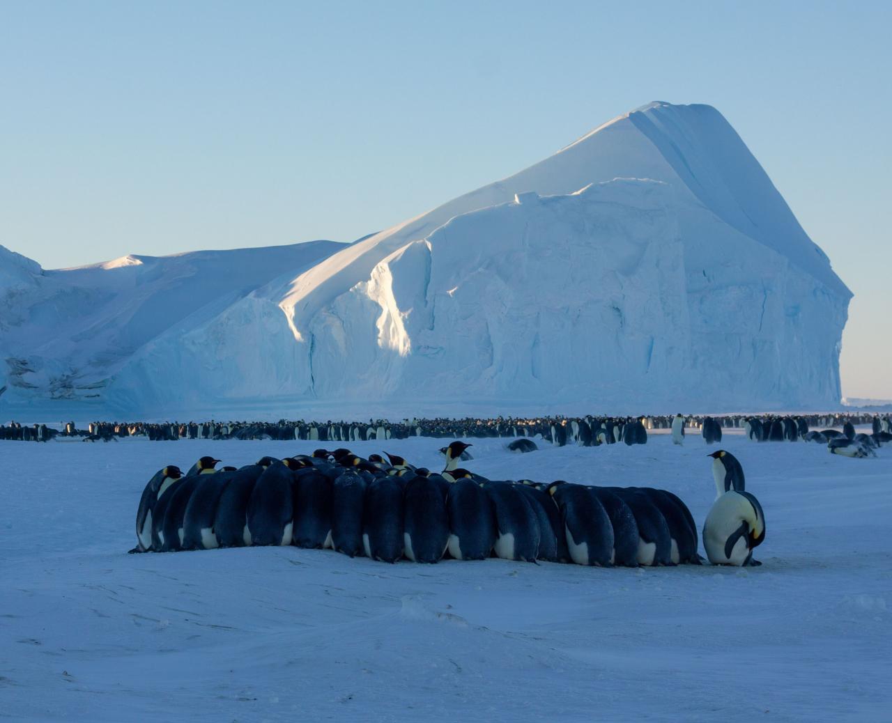 Фотография: Подробная инструкция: как попасть в полярную экспедицию в Антарктиду №1 - BigPicture.ru