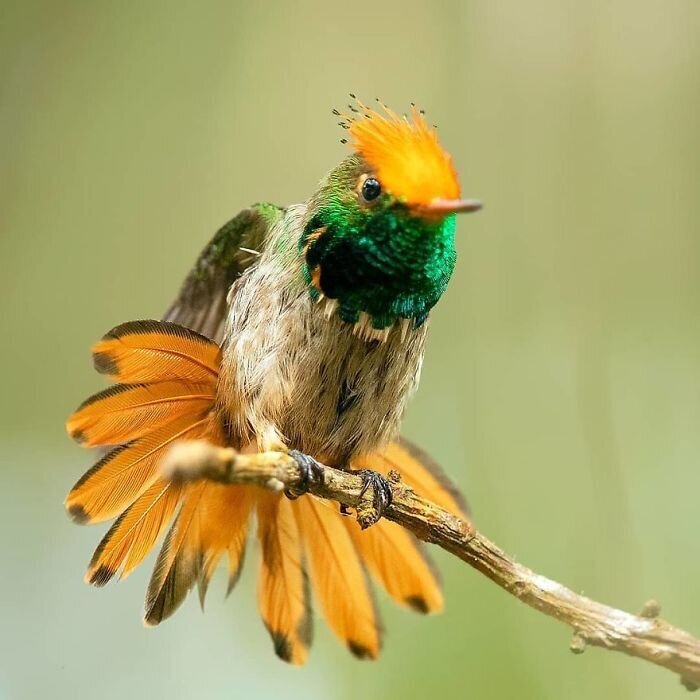 Фотография: 30 необычайно красивых птиц, о которых вы, возможно, не слышали №29 - BigPicture.ru