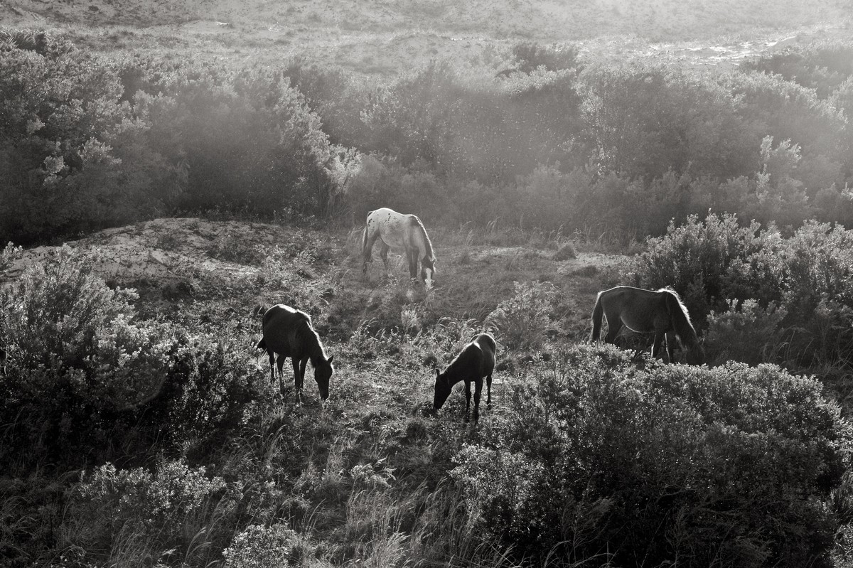 Фотография: 10 волшебных фотографий диких лошадей с острова Камберленд №3 - BigPicture.ru