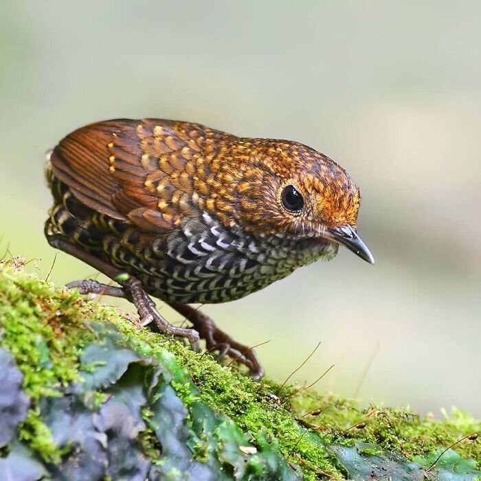 Фотография: 30 необычайно красивых птиц, о которых вы, возможно, не слышали №28 - BigPicture.ru