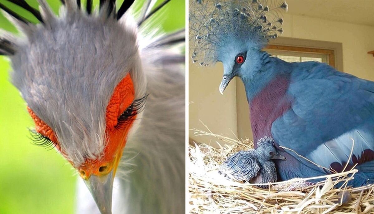 11-unusual-and-unique-birds-in-the-world-meowlogy-pretty-birds