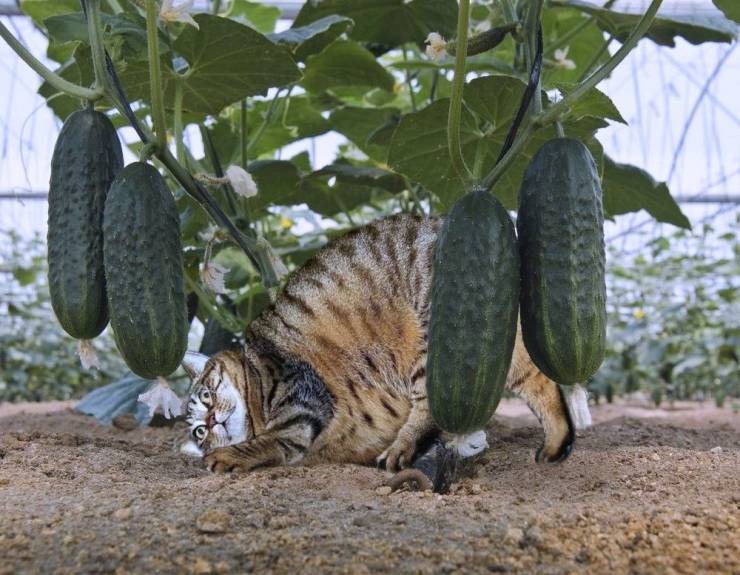 Фотография: Почему кошки панически боятся огурцов: авторитетное мнение ученых №1 - BigPicture.ru