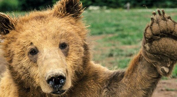 Охотники поймали медведя, который девять месяцев дебоширил в Альпах