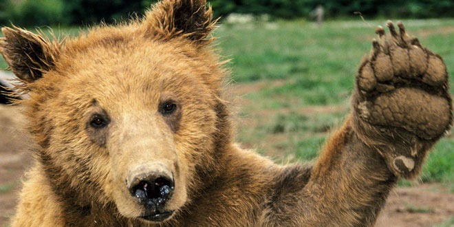 Фотография: Охотники поймали медведя, который девять месяцев дебоширил в Альпах №1 - BigPicture.ru