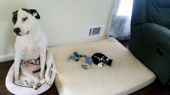 Фотография: 50 смешных фото грустных собак, которых коты изгнали с их мест №12 - BigPicture.ru