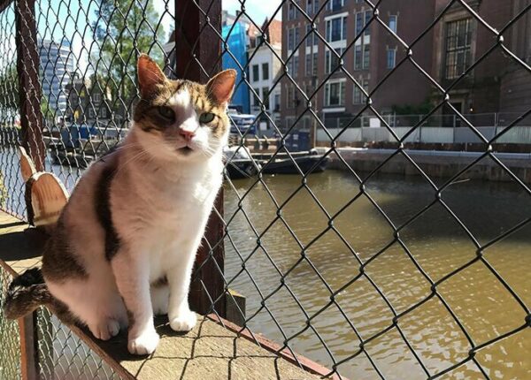 Как выглядит единственный в мире плавучий приют для кошек