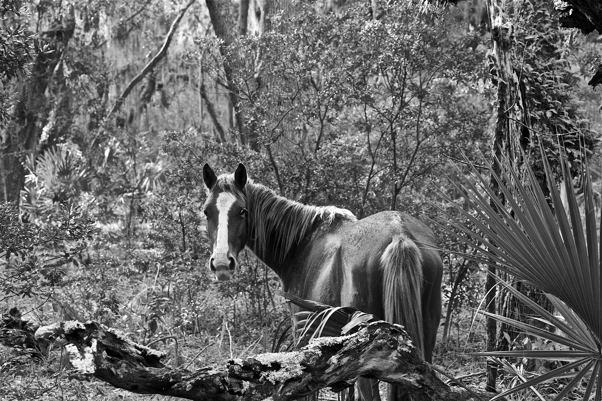 Фотография: 10 волшебных фотографий диких лошадей с острова Камберленд №8 - BigPicture.ru