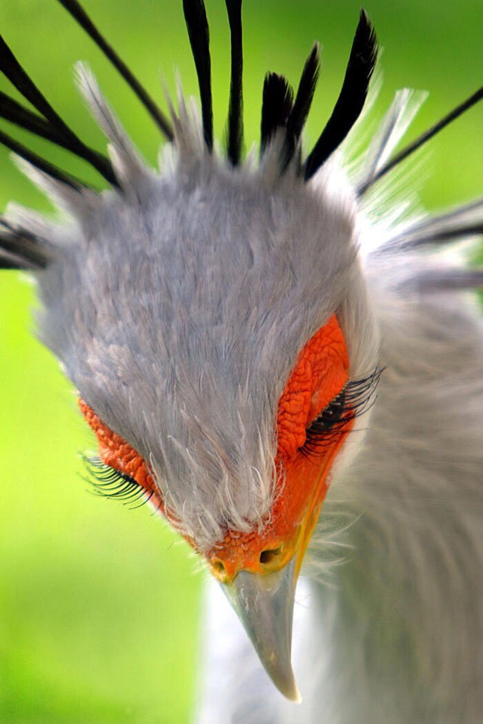 Фотография: 30 необычайно красивых птиц, о которых вы, возможно, не слышали №2 - BigPicture.ru