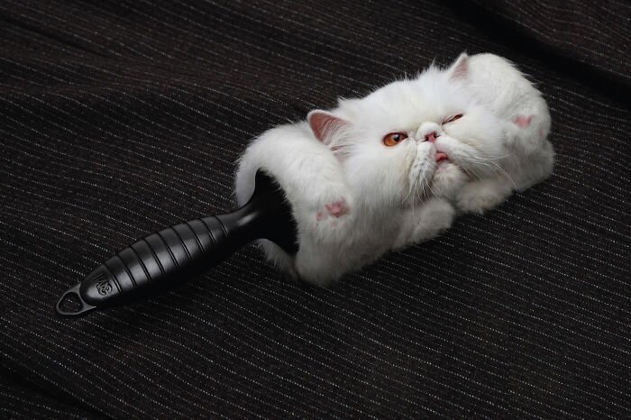 Фотография: 33 примера самой креативной и забавной рекламы с котиками №3 - BigPicture.ru