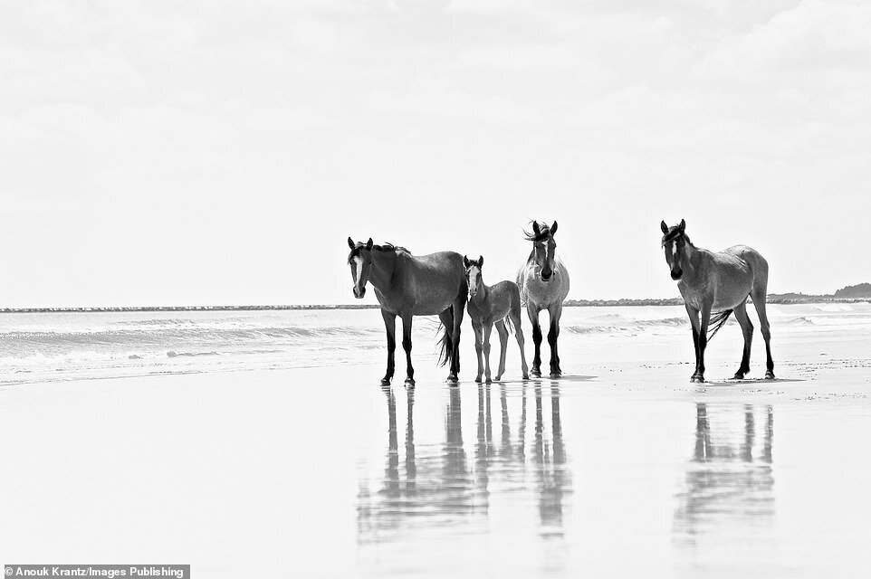 Фотография: 10 волшебных фотографий диких лошадей с острова Камберленд №6 - BigPicture.ru