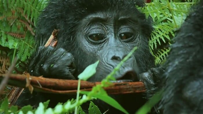 Фотография: Примут ли горные гориллы в свою стаю маленького робота? №4 - BigPicture.ru