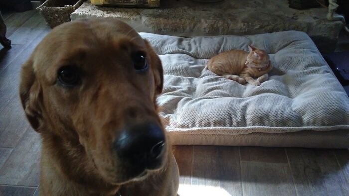 Фотография: 50 смешных фото грустных собак, которых коты изгнали с их мест №36 - BigPicture.ru