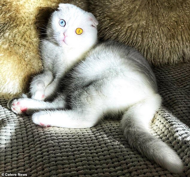 Фотография: В Петербурге белоснежный кот с разноцветными глазами наконец нашел хозяина №6 - BigPicture.ru