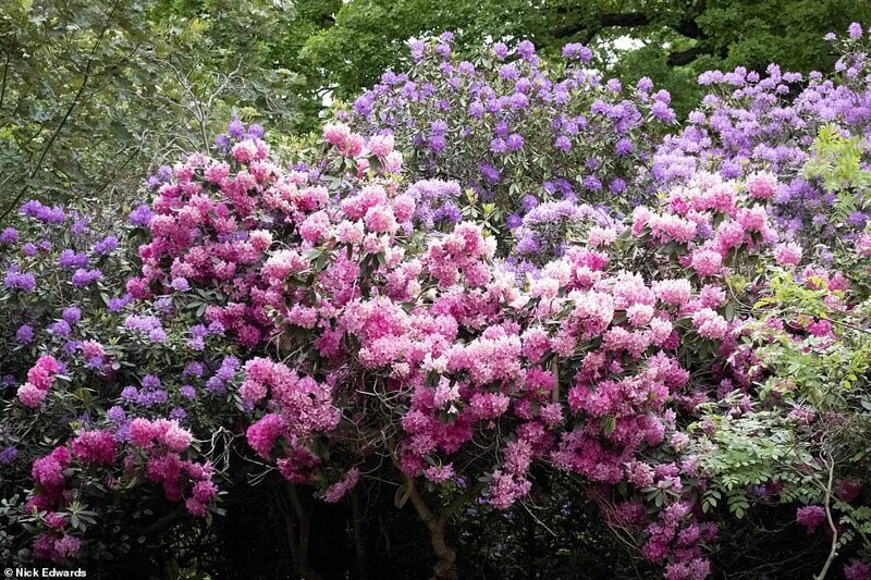 Фотография: В Британии цветут рододендроны и это невероятно красиво №19 - BigPicture.ru