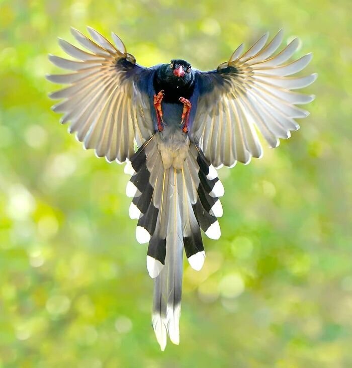 Фотография: 30 необычайно красивых птиц, о которых вы, возможно, не слышали №24 - BigPicture.ru
