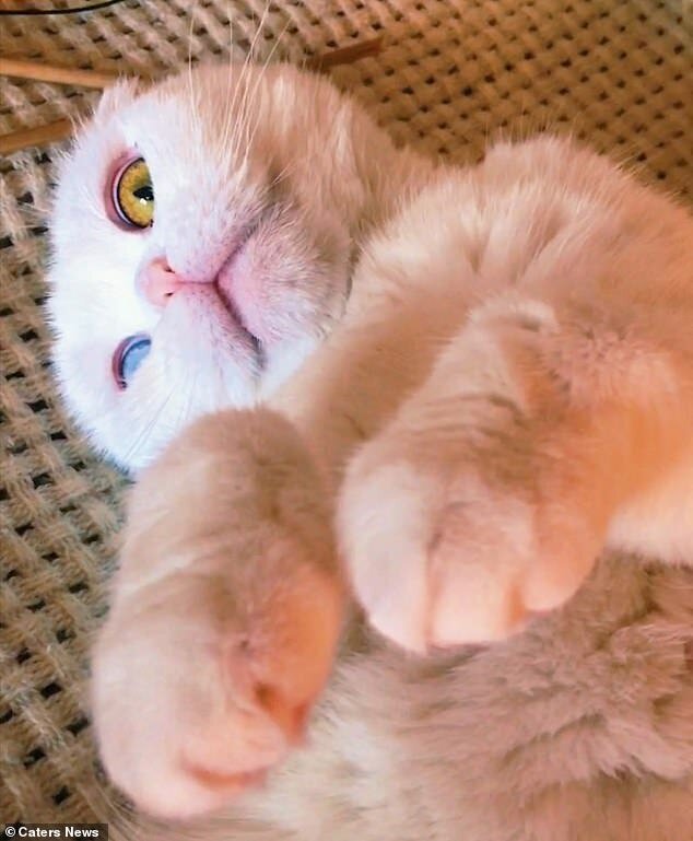 Фотография: В Петербурге белоснежный кот с разноцветными глазами наконец нашел хозяина №3 - BigPicture.ru
