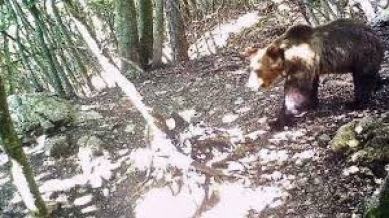 Фотография: Охотники поймали медведя, который девять месяцев дебоширил в Альпах №3 - BigPicture.ru