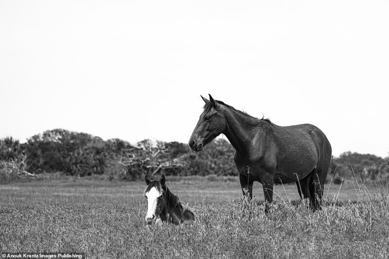 Фотография: 10 волшебных фотографий диких лошадей с острова Камберленд №9 - BigPicture.ru
