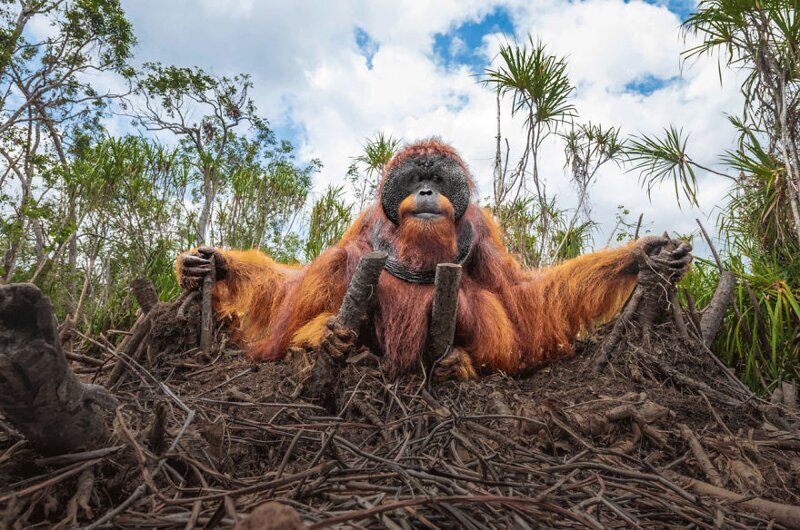 Фотография: 24 невероятные фотографии живой природы от победителей конкурса BigPicture Natural World №24 - BigPicture.ru