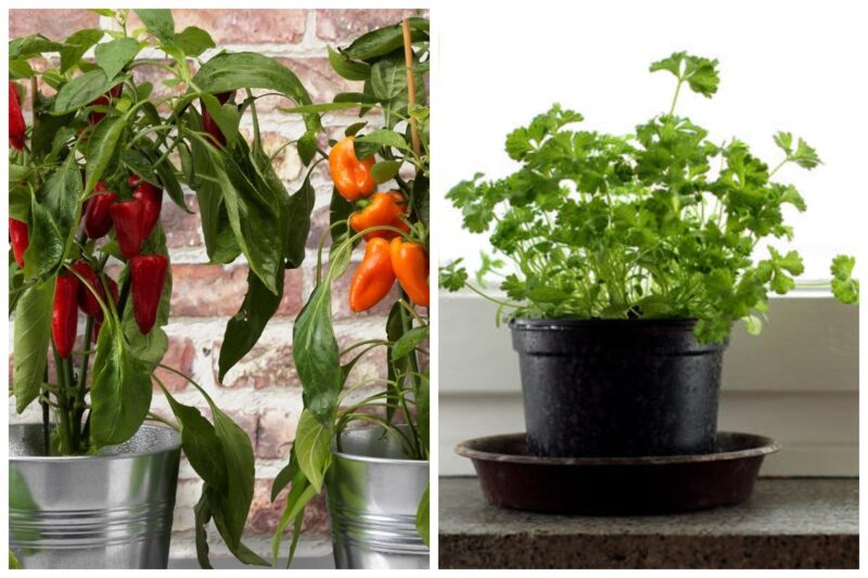 Фотография: Домашний огород: 7 полезных и вкусных растений, которые можно выращивать на подоконнике №1 - BigPicture.ru