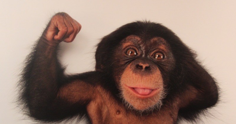 Фотография: Насколько обезьяна сильнее человека и почему? №1 - BigPicture.ru
