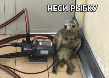 Как в Питере детеныш тюленя пытался сбежать и стал мемом