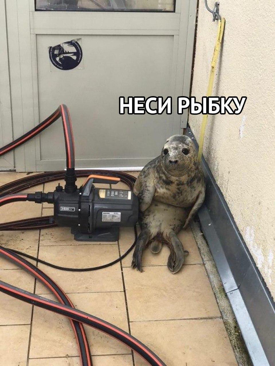 Фотография: Как в Питере детеныш тюленя пытался сбежать и стал мемом №4 - BigPicture.ru