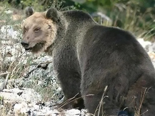 Фотография: Охотники поймали медведя, который девять месяцев дебоширил в Альпах №4 - BigPicture.ru