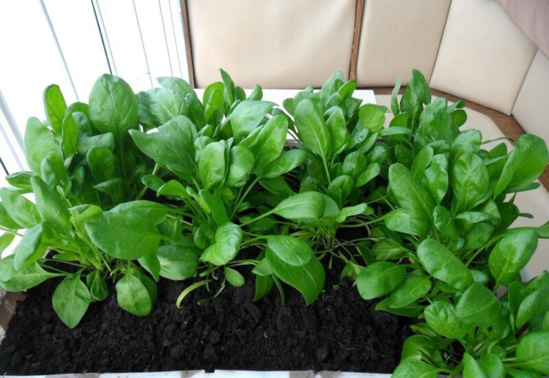 Фотография: Домашний огород: 7 полезных и вкусных растений, которые можно выращивать на подоконнике №3 - BigPicture.ru