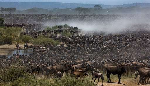 Фотография: Почему африканская река Мара ежегодно убивает тысячи животных №3 - BigPicture.ru