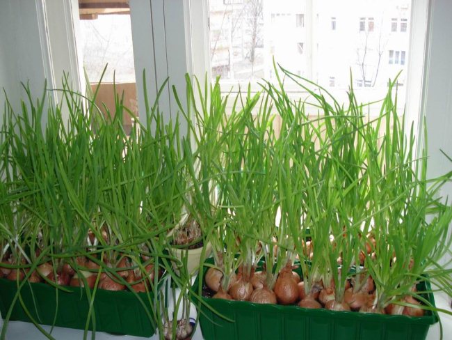 Фотография: Домашний огород: 7 полезных и вкусных растений, которые можно выращивать на подоконнике №5 - BigPicture.ru