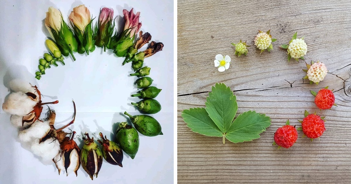 Фотография: От цветочка до ягодки: как проходит жизненный цикл растений №1 - BigPicture.ru