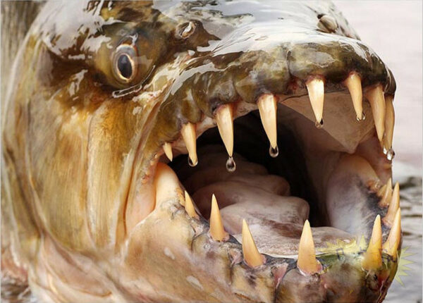 Водный монстр из Африки — тигровая рыба Голиаф