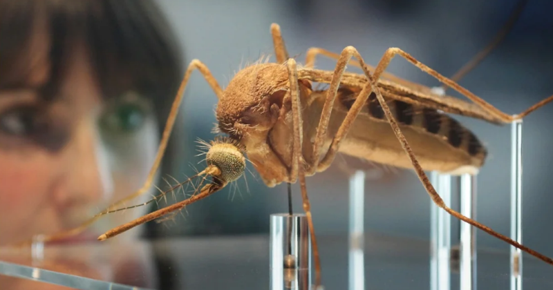 Фотография: В Великобритании создали миллионную армию комаров-мутантов и это вовсе не новое оружие №1 - BigPicture.ru