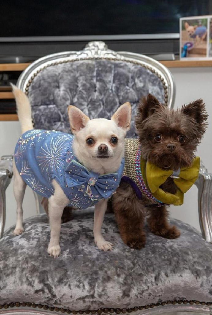 Фотография: Хозяйка избалованных чихуахуа потратила на дизайнерские наряды для собак целое состояние №2 - BigPicture.ru