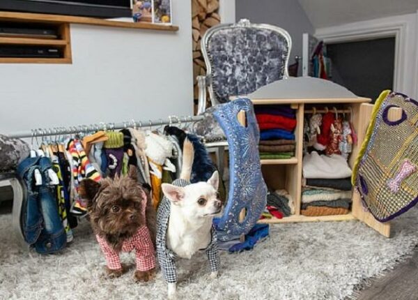 Хозяйка избалованных чихуахуа потратила на дизайнерские наряды для собак целое состояние