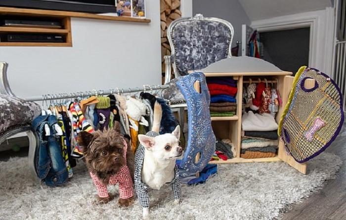 Фотография: Хозяйка избалованных чихуахуа потратила на дизайнерские наряды для собак целое состояние №1 - BigPicture.ru